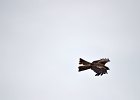 Zwarte wouw (oostelijk) (black-eared kite) Milvus migrans lineatus  - Hustai Nuruu 09-08-2016 (8)